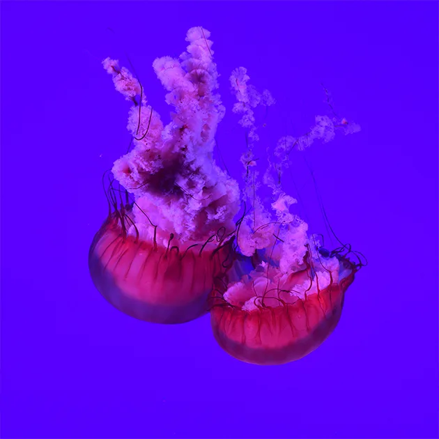 快直播